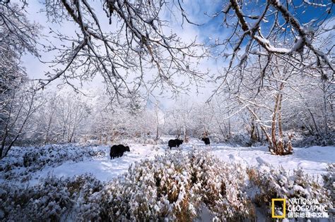 约起！下月去喇叭河赏冰雪童话世界，逛“圣诞集市