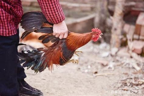 杀鸡图片