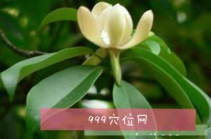 四川木莲-花卉-花鸟网