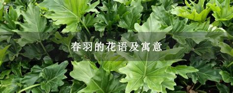 春羽的花语及寓意-花卉百科-中国花木网