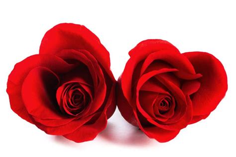 美丽的红玫瑰图片-美丽的两朵红玫瑰素材-高清图片-摄影照片-寻图免费打包下载