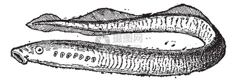 七鳃鳗：生物进化和疾病研究的重要模式动物
