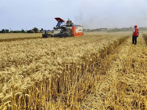 小麦产量逐年破纪录！亩产能达到2000斤吗？为何有人不足1000斤？__财经头条
