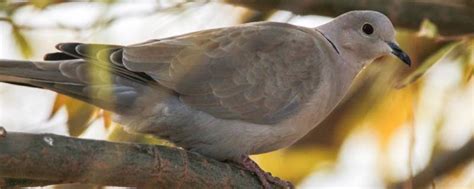 斑鸠的习性，分别介绍生活习性和繁殖习性 - 农敢网