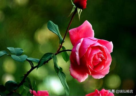 解读玫瑰花的花语（玫瑰花几支代表的含义及象征意义）_花植网