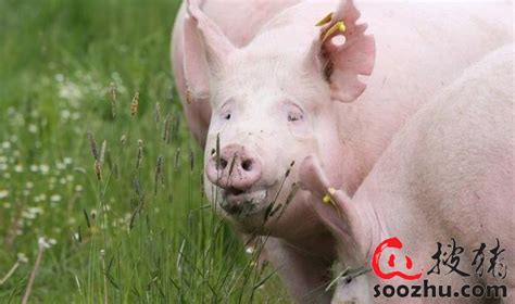 夏季水温太高会严重影响猪的饮水量，养殖户需要注意这几个问题|其他疾病【搜猪网_生猪预警网】