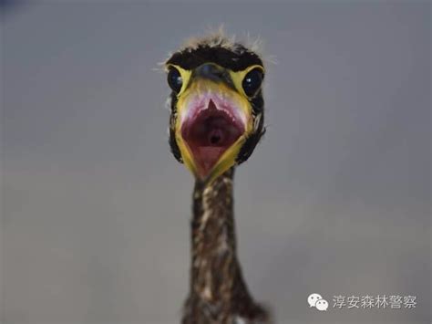 千岛湖发现“最神秘的鸟” 鸟名你可能还念不出来-浙江新闻-浙江在线