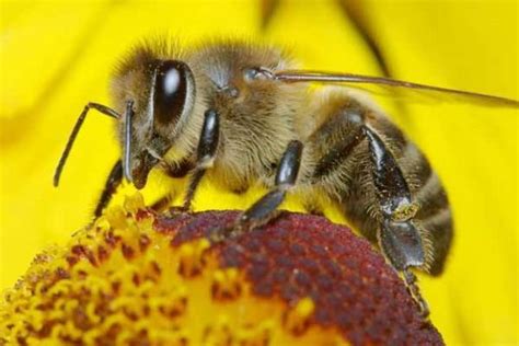 蜜蜂的习性有哪些？搞清楚蜜蜂的习性，养蜂时才能做到有的放矢！