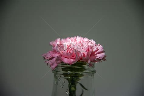 一枝花图片