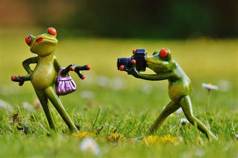 青蛙,摄影师,可爱,有趣,4K壁纸-千叶网