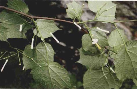绒毛石楠Photinia schneideriana-花卉图片网