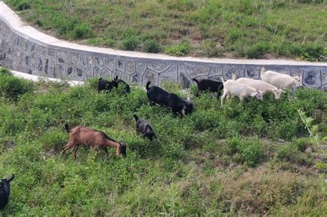 山羊 反刍动物 草原 哺乳动物 山羊 牧场 草食 – 高图网-免费无版权高清图片下载