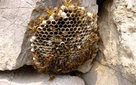 捅马蜂窝最安全的方法 - 胡蜂 - 酷蜜蜂