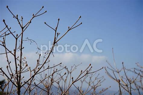 植物と青空 - No: 26070894｜写真素材なら「写真AC」無料（フリー）ダウンロードOK