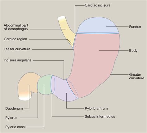Anatomy of the stomach - Surgery - Oxford International Edition