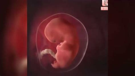 动画演示胎儿从胚胎是怎样变化成婴儿的全过程，感叹生命的神奇_腾讯视频