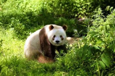 大熊猫七仔图片
