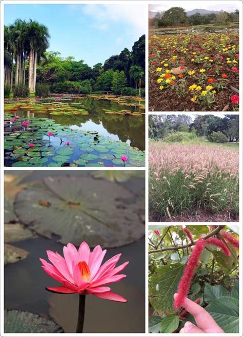 版纳植物园：生物多样性保护的样板 重庆风景园林网 重庆市风景园林学会