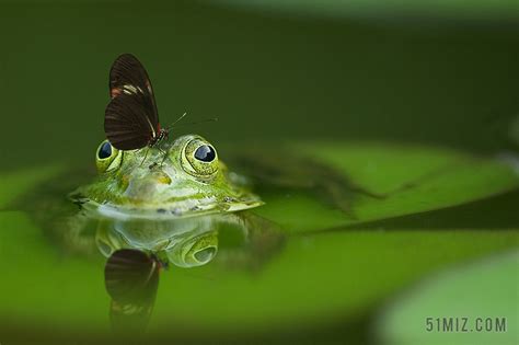 唯美池塘里的青蛙背景图片免费下载 - 觅知网
