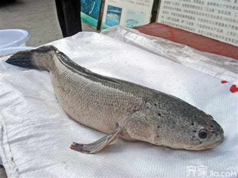 [黑鱼批发]乌鳢 黑鱼 乌鱼 好吃的淡水鱼之一价格18元/斤 - 惠农网