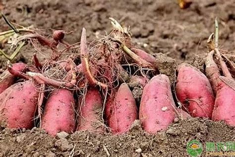 红薯的种植方法_360新知