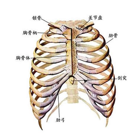 人体胸廓解剖示意图-人体解剖图,_医学图库