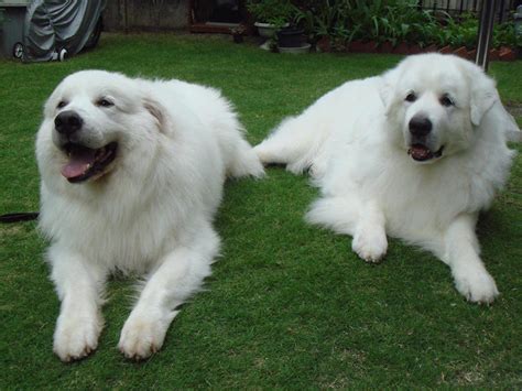 家养大白熊犬能长多大，最大体重多少斤也要看有多高-宠物主人