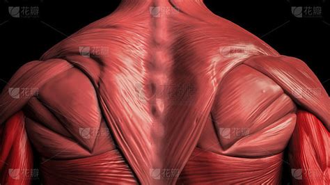 背部肌肉解剖男性3d渲染