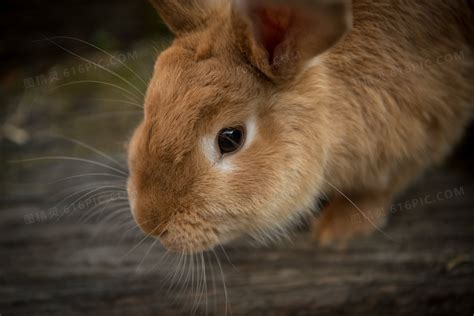 棕色小兔子卡通水彩动物边框元素素材下载-正版素材402056653-摄图网