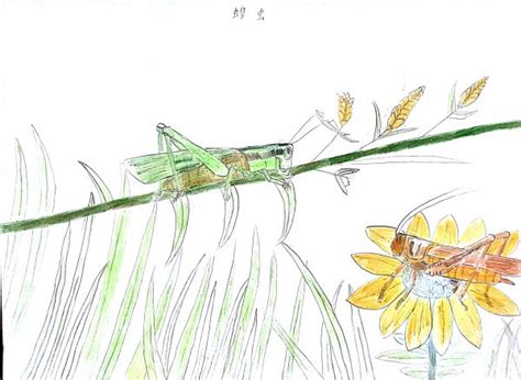 在纸上与昆虫朋友“约会”，11岁小学生绘制昆虫画集_武汉_新闻中心_长江网_cjn.cn