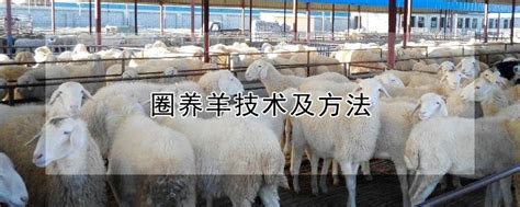圈养羊技术及方法 —【发财农业网】