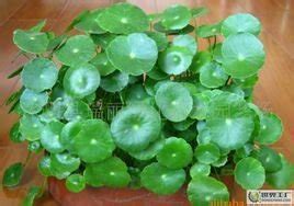破铜钱草图片