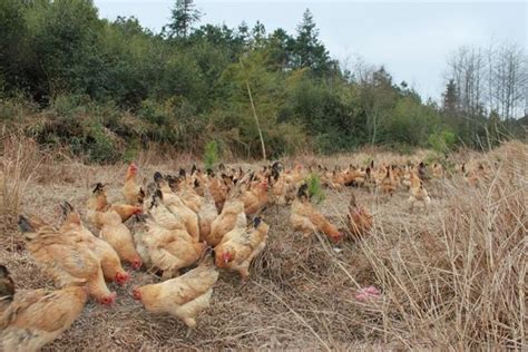 这些非法私宰的鸡鸭 静悄悄流入农贸市场-新闻中心-温州网