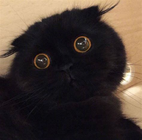 非主流叛逆猫头像