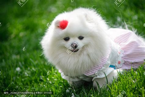 可爱的白色宠物狗,宠物,动物摄影,摄影素材,汇图网www.huitu.com