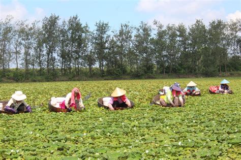 “农品直通”能量大，泰州姜堰农副产品滞销问题不再难_新华报业网