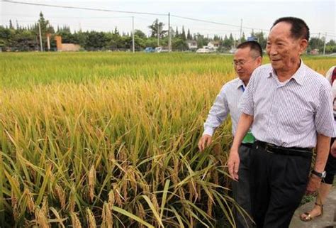 中国“杂交水稻之父”袁隆平去世，享年91岁，印网民：他永远都是伟大的人 - 三泰虎
