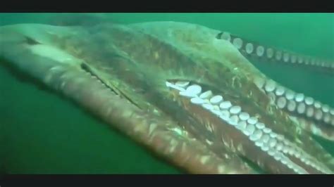 海底大章鱼图片-海底里穿梭的大章鱼素材-高清图片-摄影照片-寻图免费打包下载