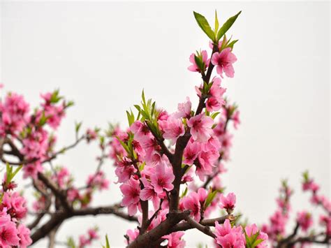 花大、色艳、重瓣！广州白云16万棵石马桃花上市