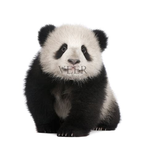 白色背景上6个月大的大熊猫照片摄影图片_ID:170452800-Veer图库