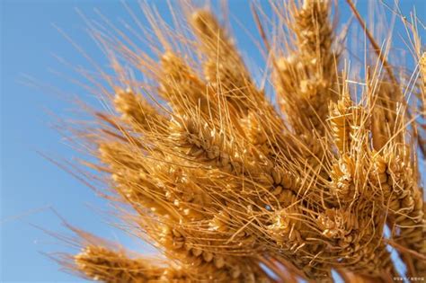 国际市场小麦涨价约60% 欧洲价格创下历史新高-搜狐大视野-搜狐新闻