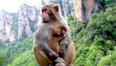 属猴的和什么属相最配 生肖猴的最佳配对属相 - 万年历