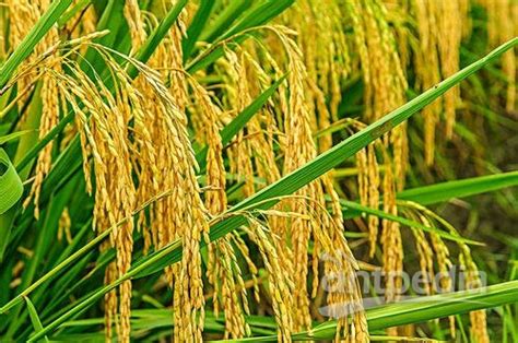 株高达2.2米！中科院推出高产水稻新种质“巨型稻”_中国网联播_中国网