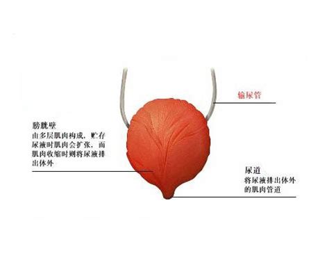 膀胱在哪个位置图图片 膀胱在哪个位置图图片
