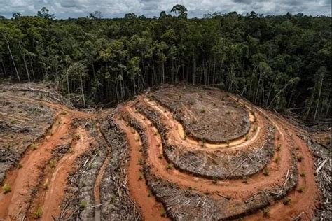 调研亚马逊雨林，今年8月首站抵达南美 | 绿会启动生物多样性保护南南大科学计划- 中国生物多样性保护与绿色发展基金会