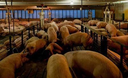室内家猪圈养畜牧业猪群背景图片免费下载 - 觅知网