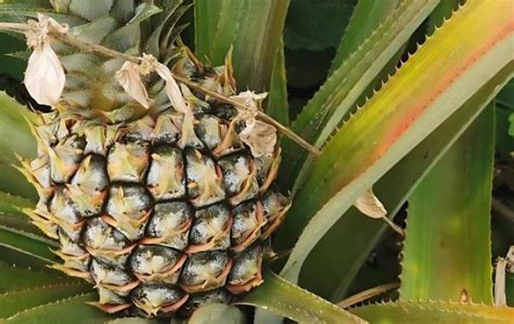 菠萝的生长习性有哪些？ - 农业种植网