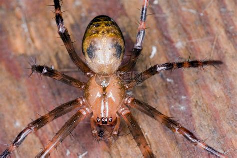 欧洲洞穴蜘蛛Metamenard高清图片下载-正版图片504398110-摄图网