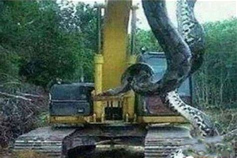 挖掘机挖出16米长巨蛇,掘机出16米巨蛇,掘机出巨蛇_大山谷图库
