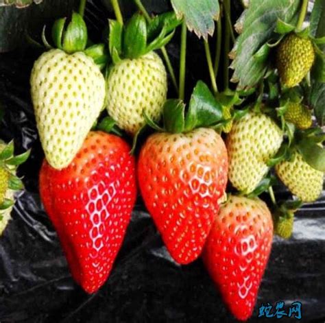 草莓优良新品种(二）之国内选育品种-田轻松草莓圈整理收集 - 知乎